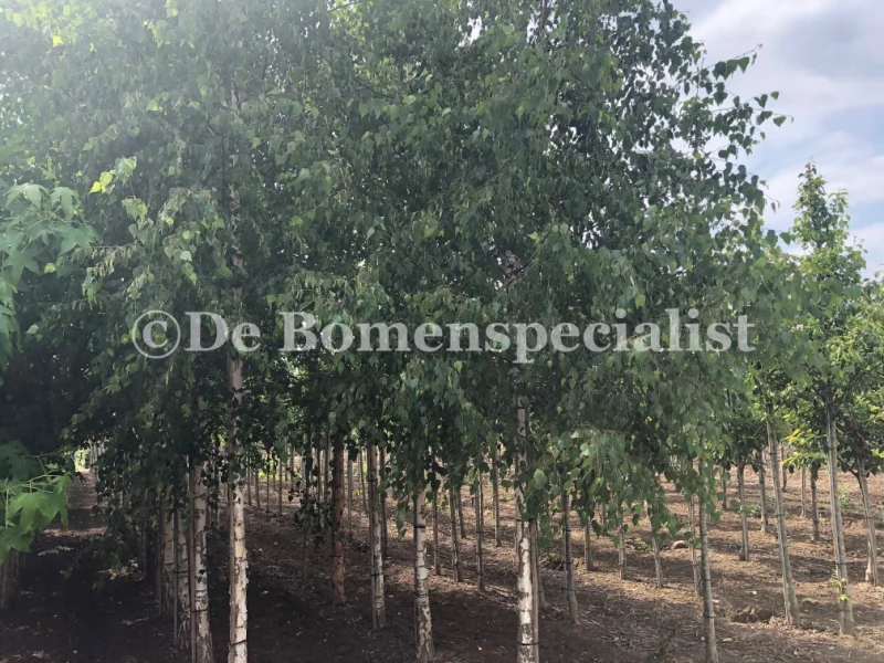 Betula Pendula (Ruwe Berk)-2