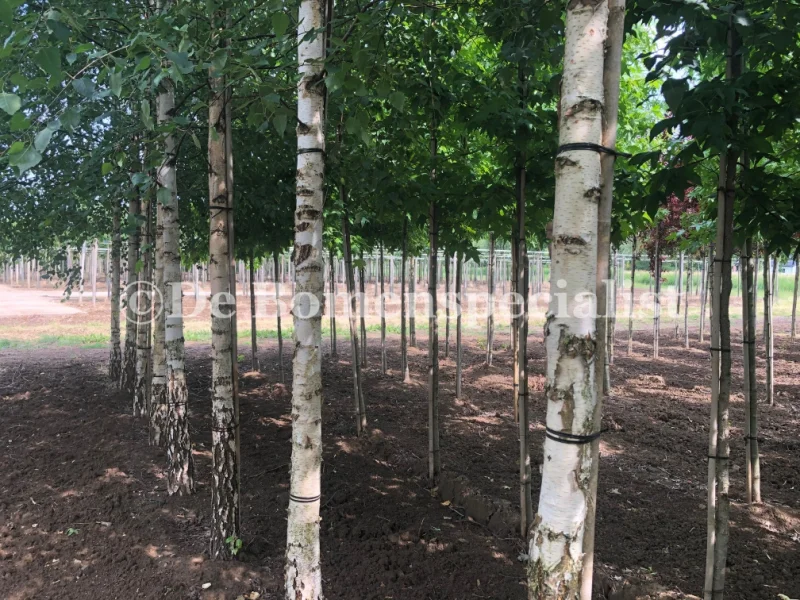 Betula Pendula (Ruwe Berk)-3