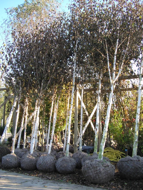 Betula Pendula (Ruwe Berk)-5