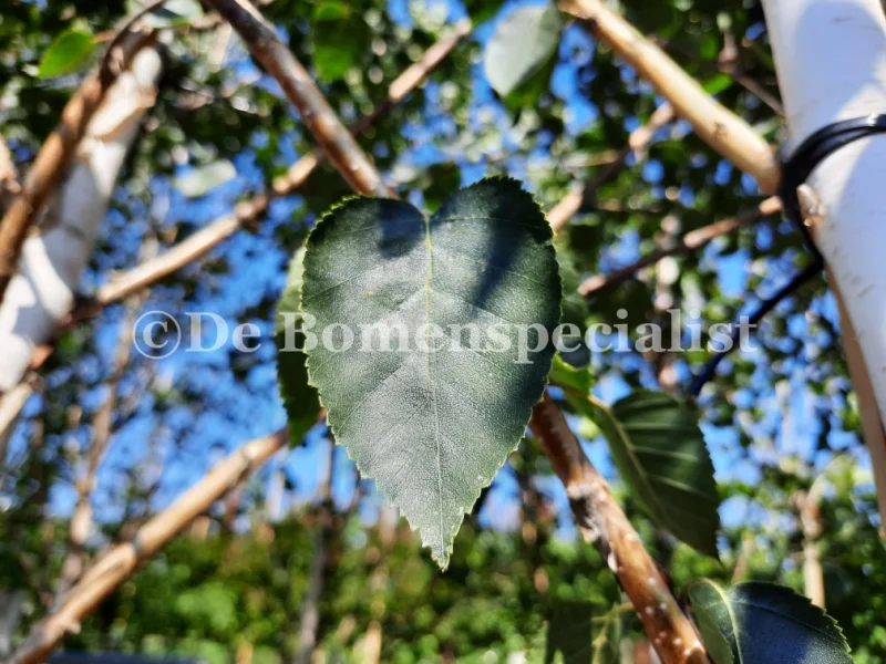 Betula Pendula Tristis (Treurberk)-4
