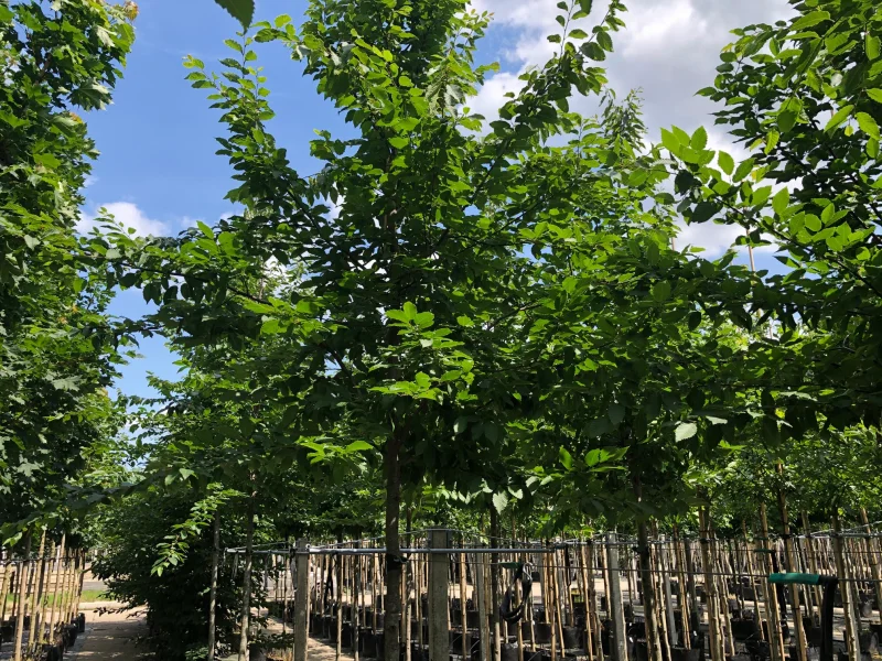 Carpinus Betulus (Gewone Haagbeuk)-1