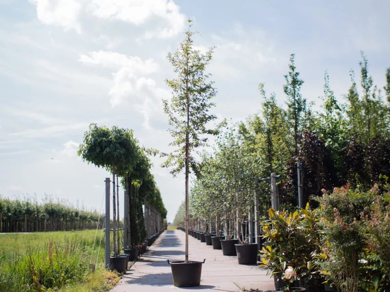 Carpinus Betulus (Gewone Haagbeuk)-2