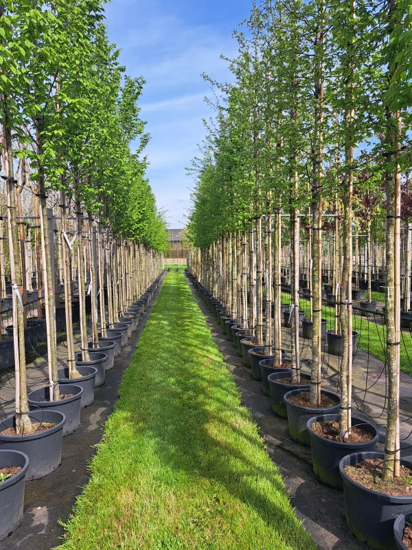 Carpinus Betulus (Gewone Haagbeuk)-3