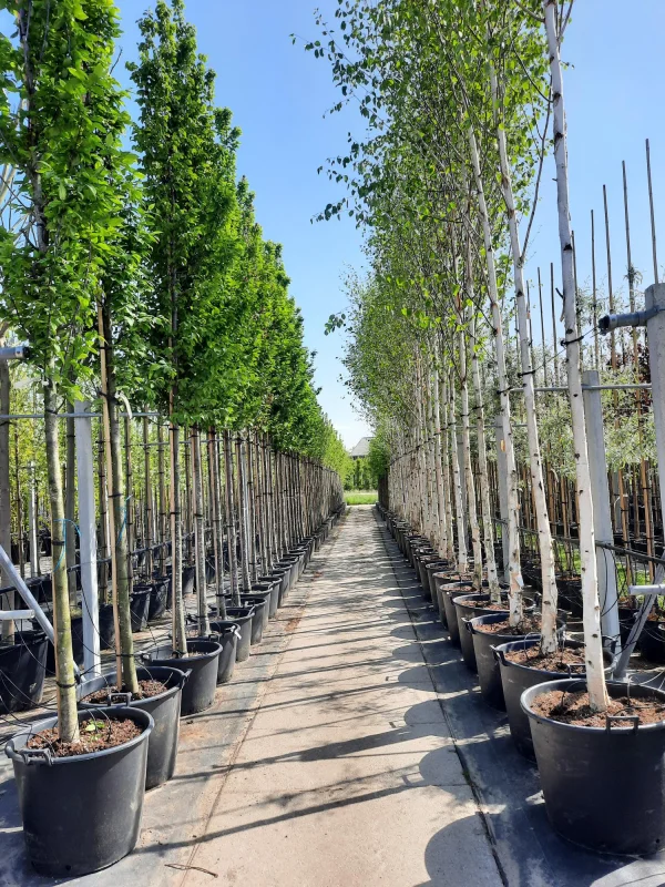 Carpinus Betulus (Gewone Haagbeuk)-4