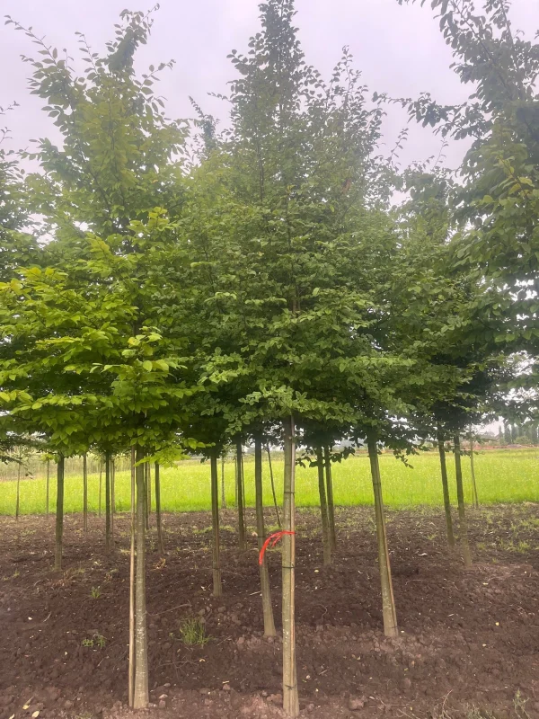 Carpinus Betulus (Gewone Haagbeuk)-5