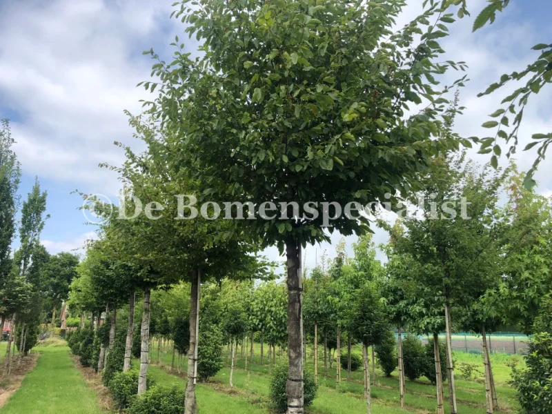 Carpinus Betulus (Gewone Haagbeuk)-6