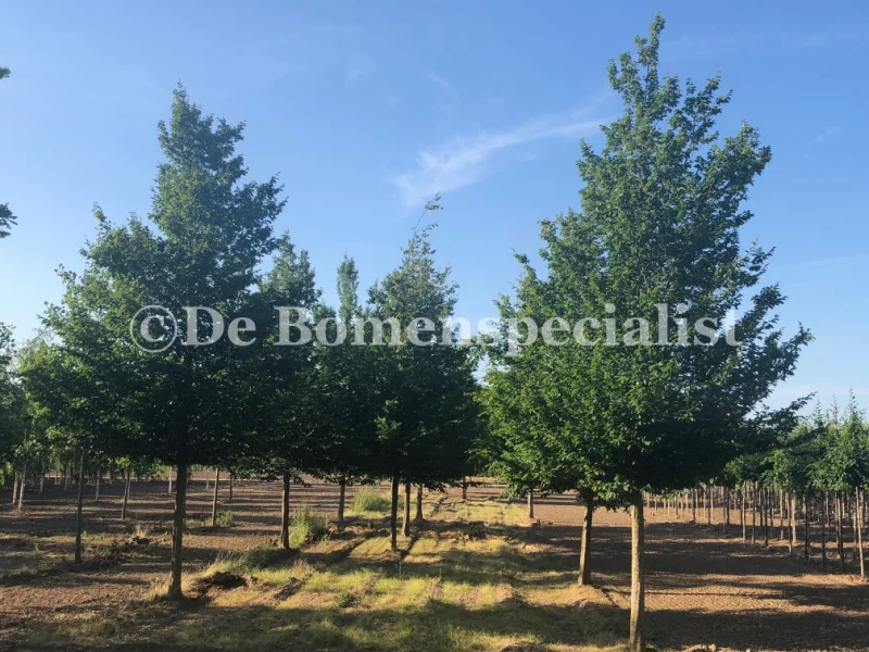 Carpinus Betulus (Gewone Haagbeuk)-7