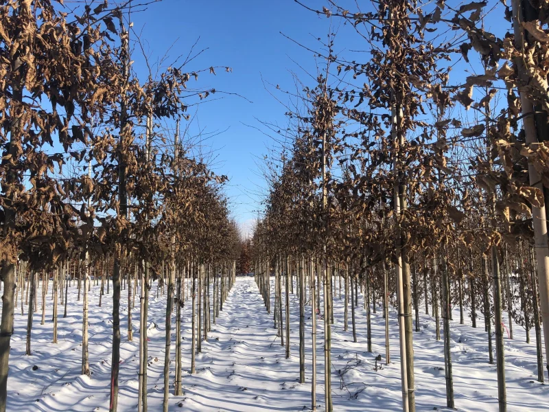 Carpinus Betulus (Gewone Haagbeuk)-8