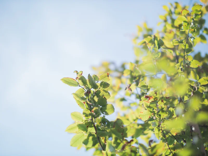 Carpinus Betulus (Gewone Haagbeuk)-10
