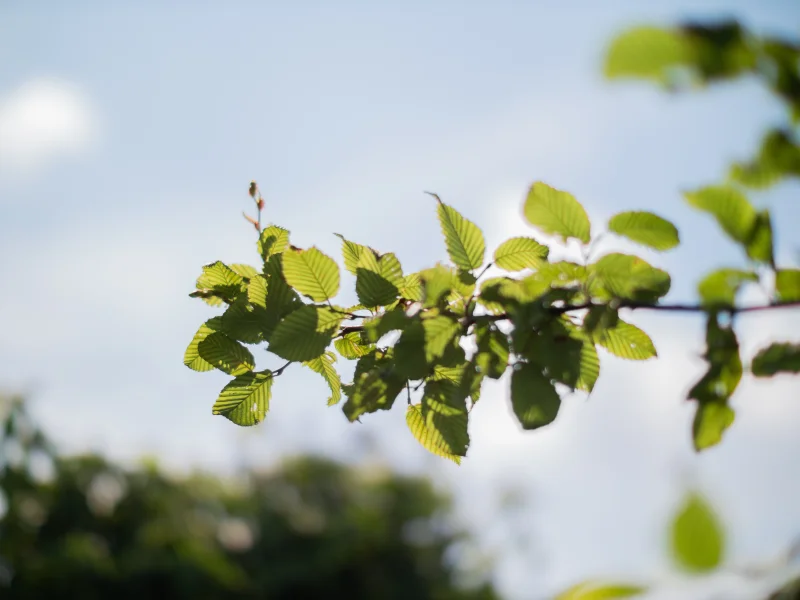 Carpinus Betulus (Gewone Haagbeuk)-11