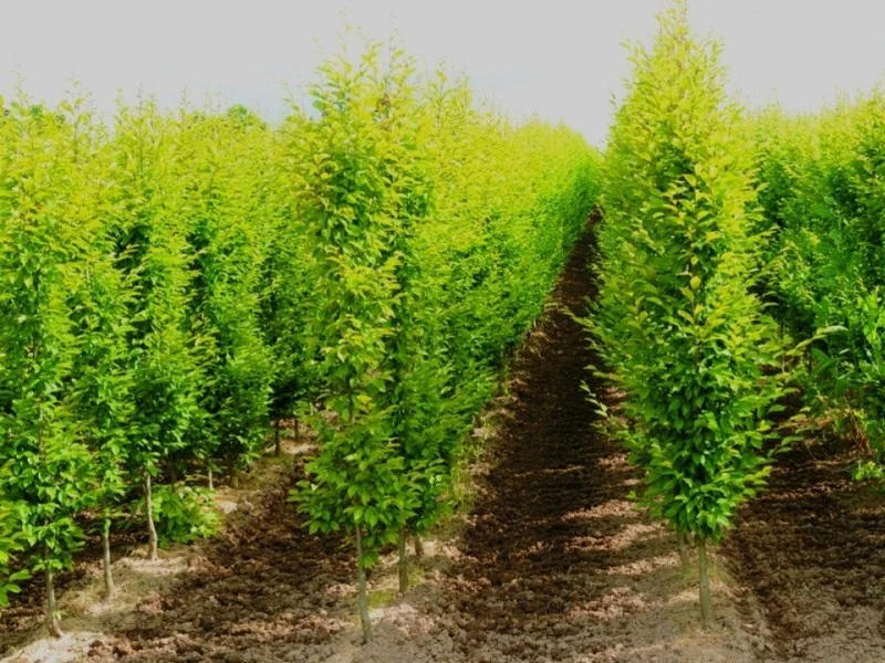 Carpinus Betulus Frans Fontaine (Zuilhaagbeuk)-2