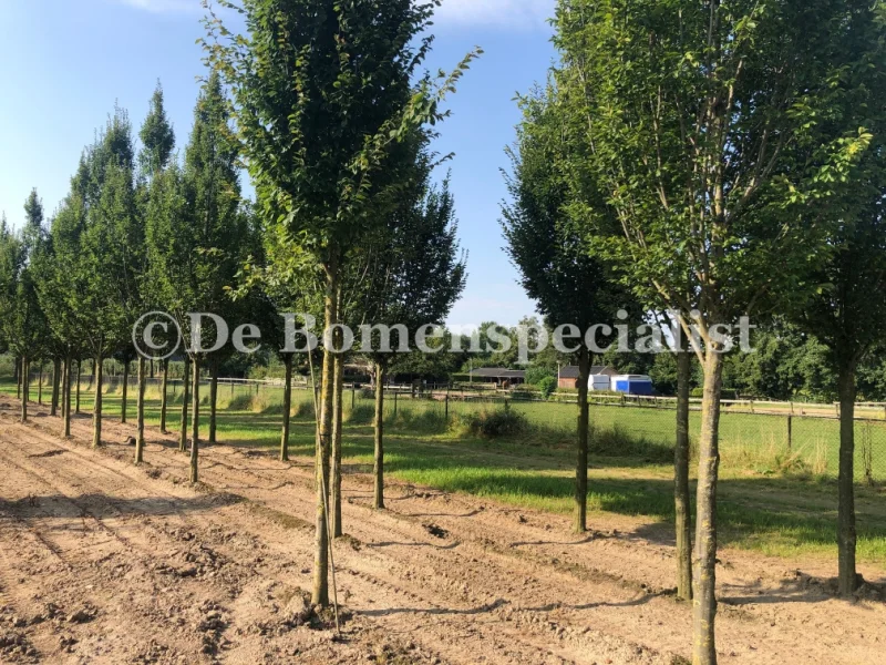 Carpinus Betulus Frans Fontaine (Zuilhaagbeuk)-5