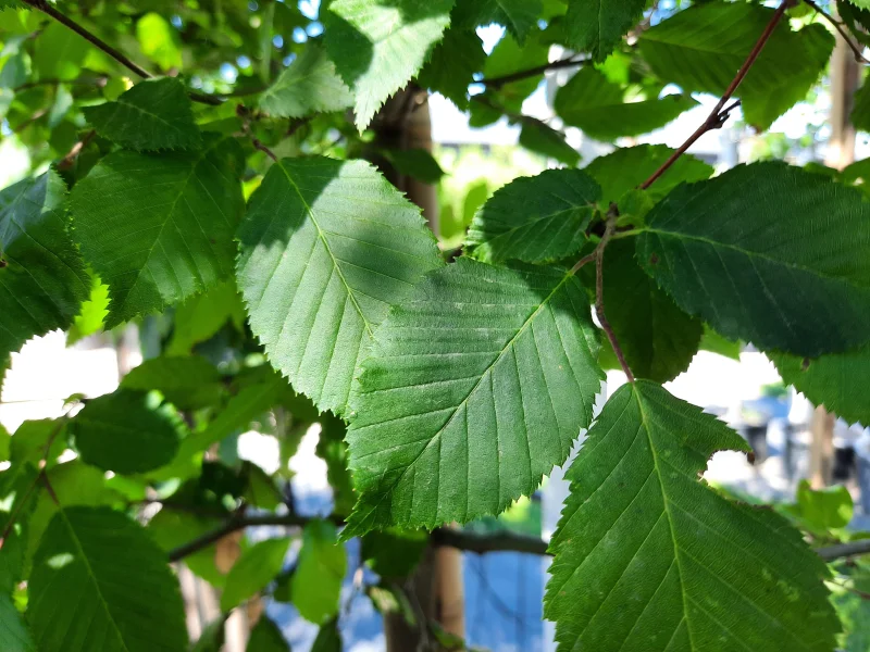 Carpinus Betulus Frans Fontaine (Zuilhaagbeuk)-6