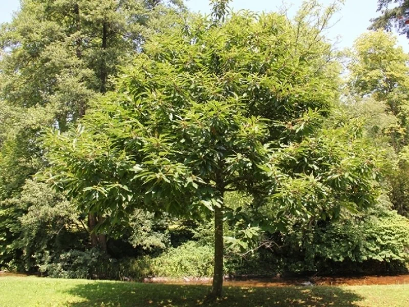 Castanea Sativa (Tamme Kastanje)
