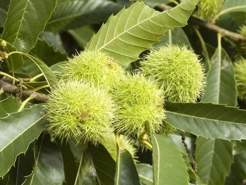 Castanea Sativa (Tamme Kastanje)-2