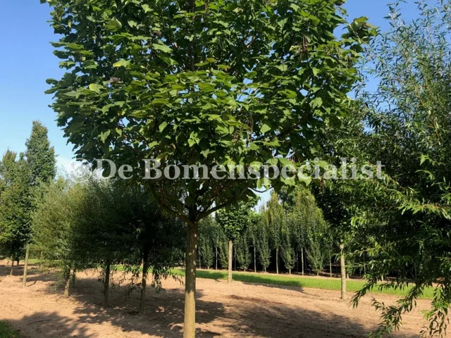 Catalpa Bignonioides (Trompetenbaum) Catalpa Bignonioides (Trompetenbaum)