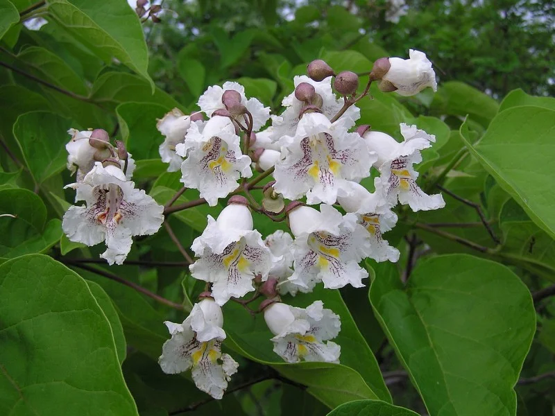 Catalpa Bignonioides (Trompetboom)-4