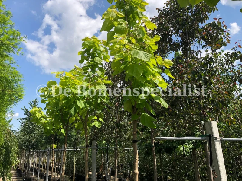 Catalpa Bignonioides Aurea (Trompetboom)-2