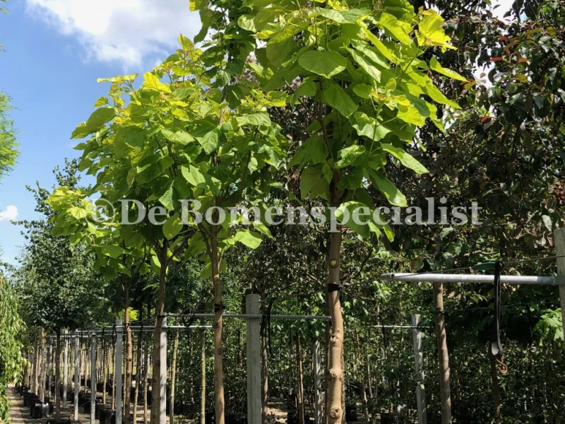 Catalpa Bignonioides Aurea (Trompetboom)-3