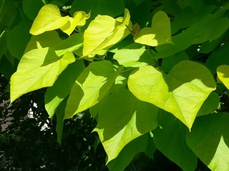 Catalpa Bignonioides Aurea (Trompetboom)-4