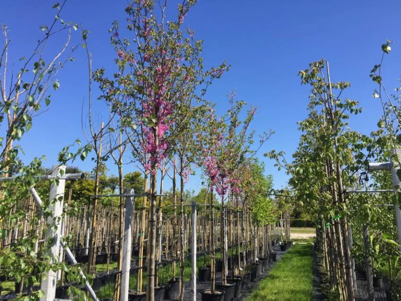 Cercis Siliquastrum (Judasboom)-1