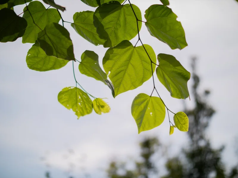 Cercis Siliquastrum (Judasboom)-6