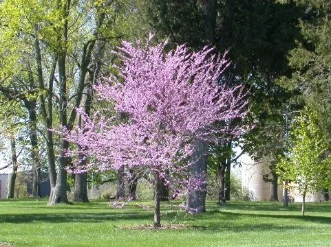 Cercis Canadensis (Judasboom)