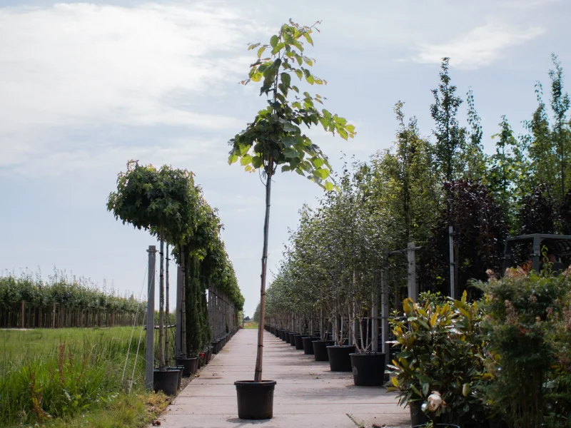Cercis Canadensis (Judasboom)