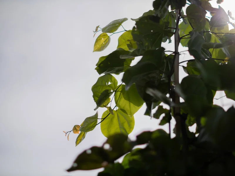 Cercis Canadensis (Judasboom)-3