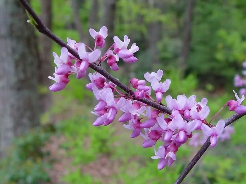 Cercis Canadensis (Judasboom)-5