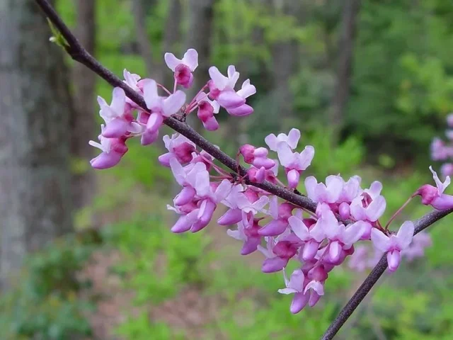 Cercis Canadensis Hearts of Gold (Judasbaum)