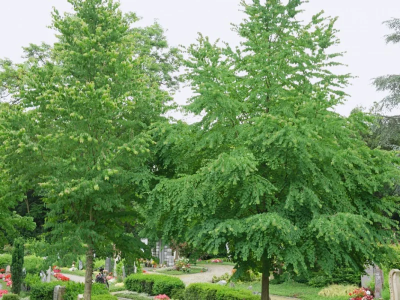 Cercidiphyllum Japonicum (Katsuraboom)-1