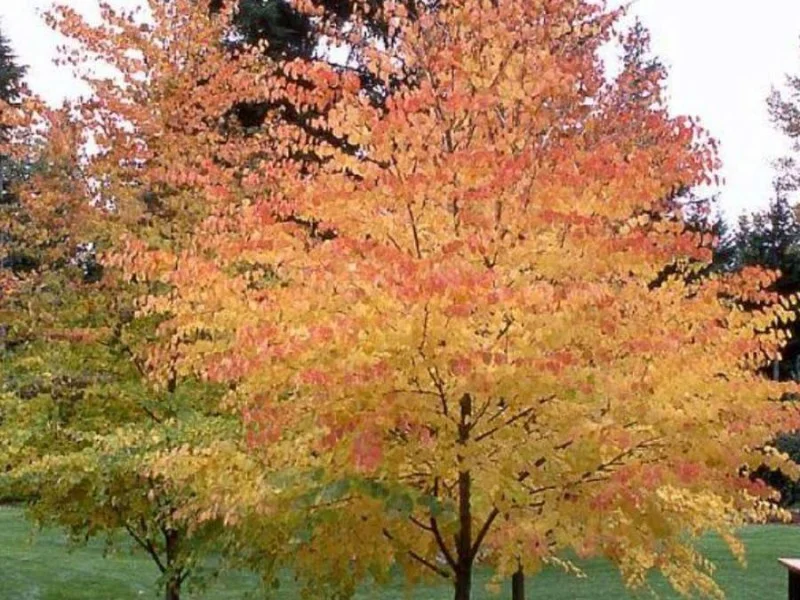 Cercidiphyllum Japonicum (Katsuraboom)-2