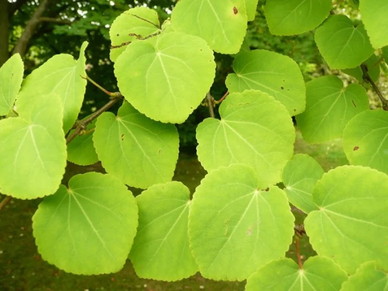 Cercidiphyllum Japonicum (Katsuraboom)-4