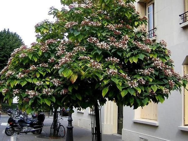Clerodendrum Trichototum (Kansenboom)