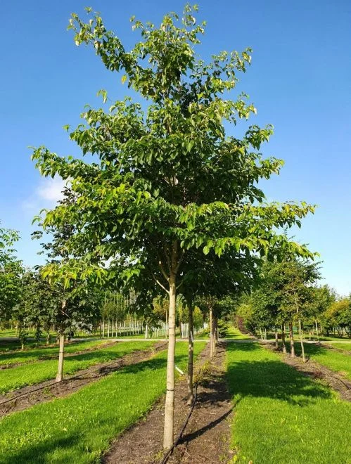 Cornus Controversa (Reuzenkornoelje)
