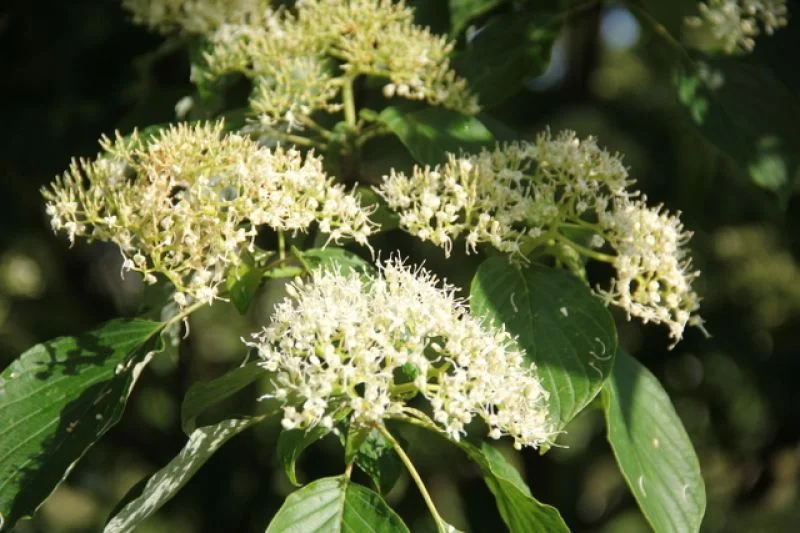 Cornus Controversa (Reuzenkornoelje)-2