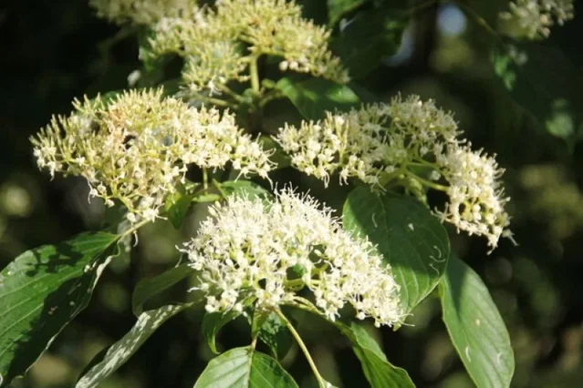 Cornus Controversa (Riesiger Hartriegel) Cornus Controversa (Riesiger Hartriegel)