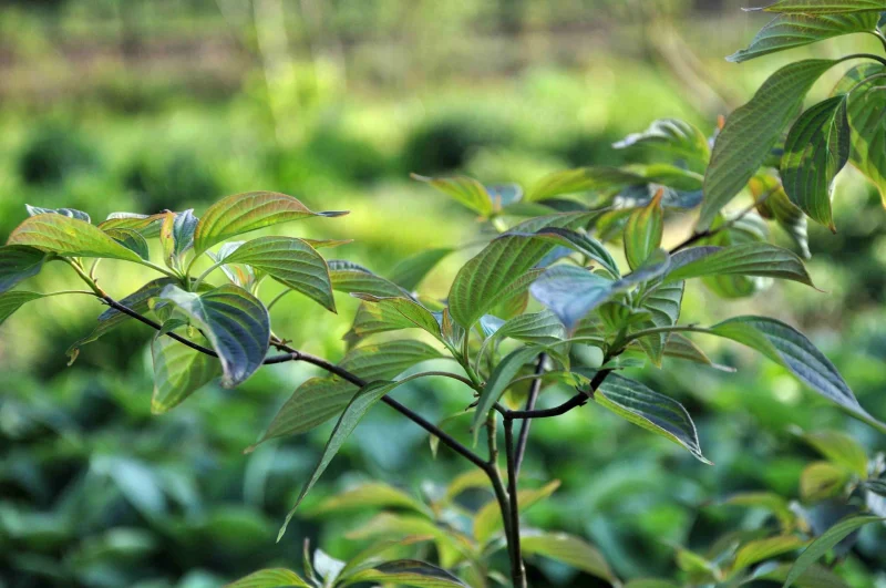 Cornus Controversa (Reuzenkornoelje)-3