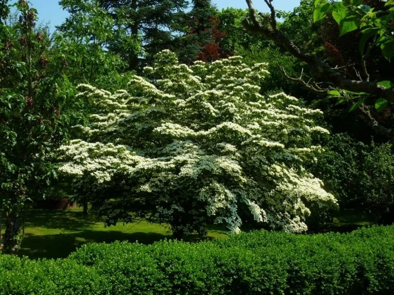 Cornus Kousa Chinensis (Kornoelje)-1