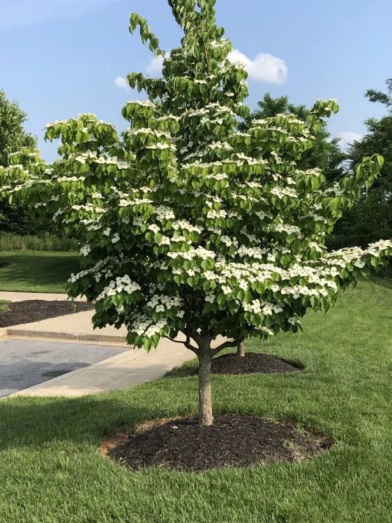 Cornus Kousa Chinensis (Kornoelje)