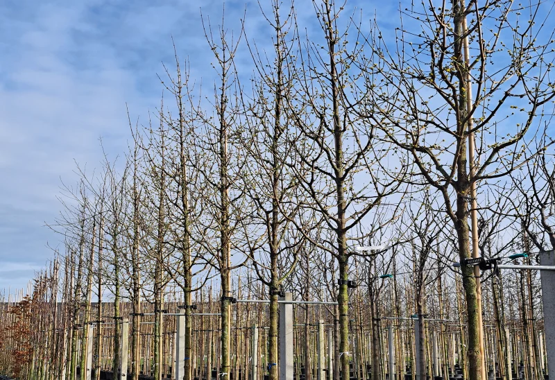 Cornus Mas (Gele Kornoelje)