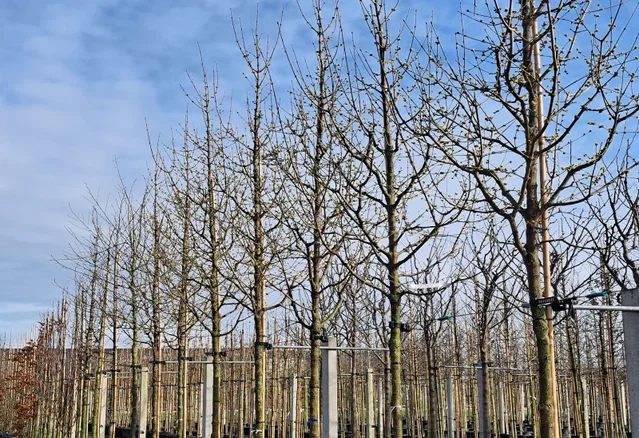 Cornus Mas (Kornelkirsche) Cornus Mas (Kornelkirsche)