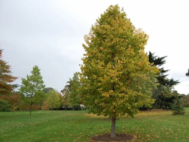 Corylus Colurna (Turkse Hazelaar)-1