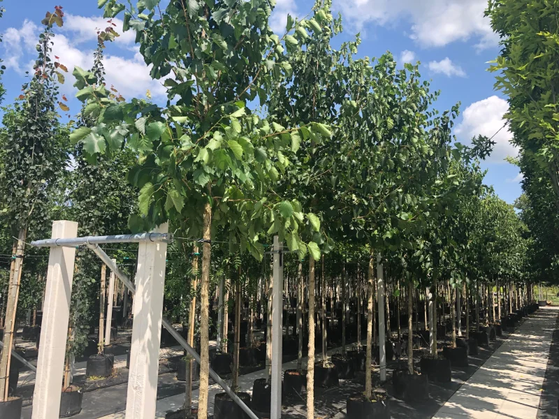 Corylus Colurna (Turkse Hazelaar)-2