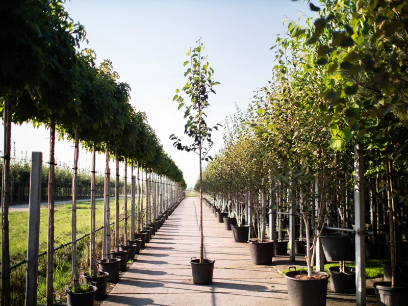 Corylus Colurna (Turkse Hazelaar)-3