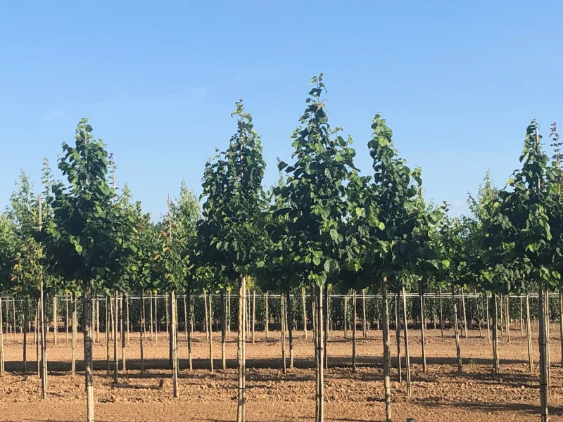 Corylus Colurna (Turkse Hazelaar)-4