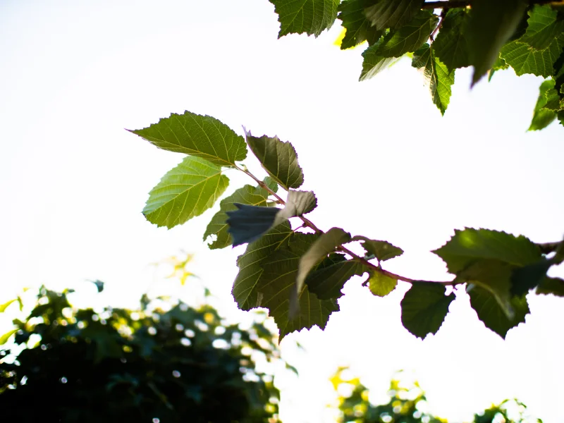 Corylus Colurna (Turkse Hazelaar)-6