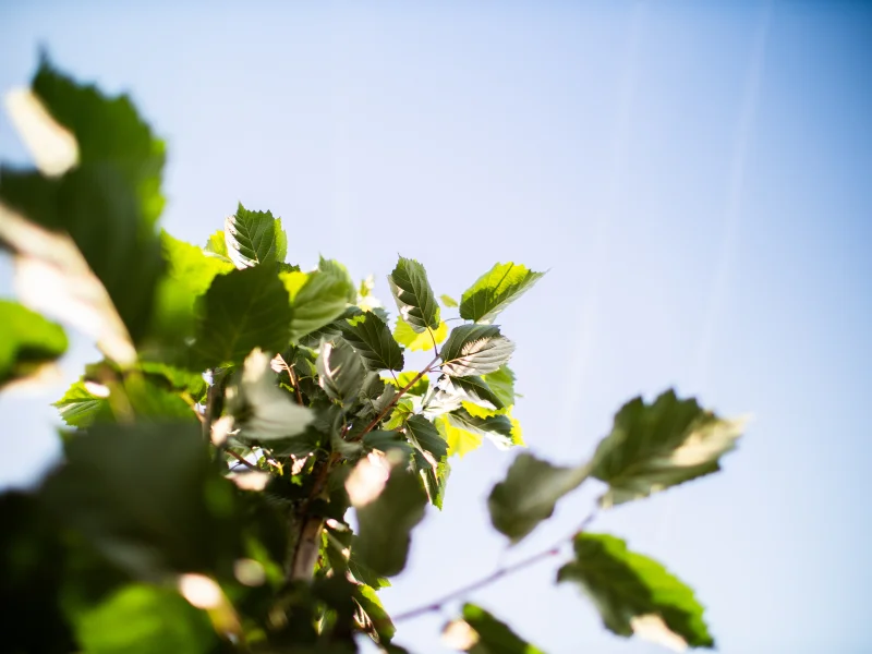 Corylus Colurna (Turkse Hazelaar)-7