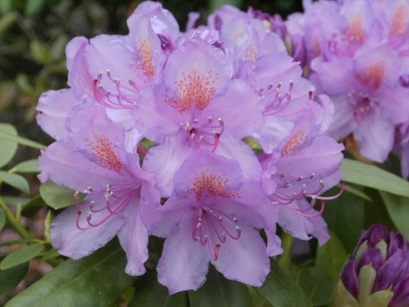 Rhododendron Catawbiense Grandiflorum (Alpenroos)-1